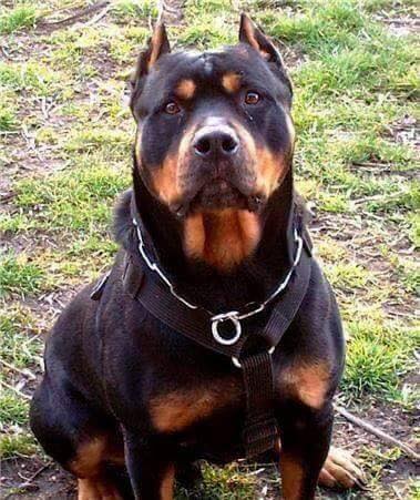 pit and rottweiler