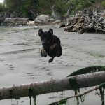 rottweiler jumps