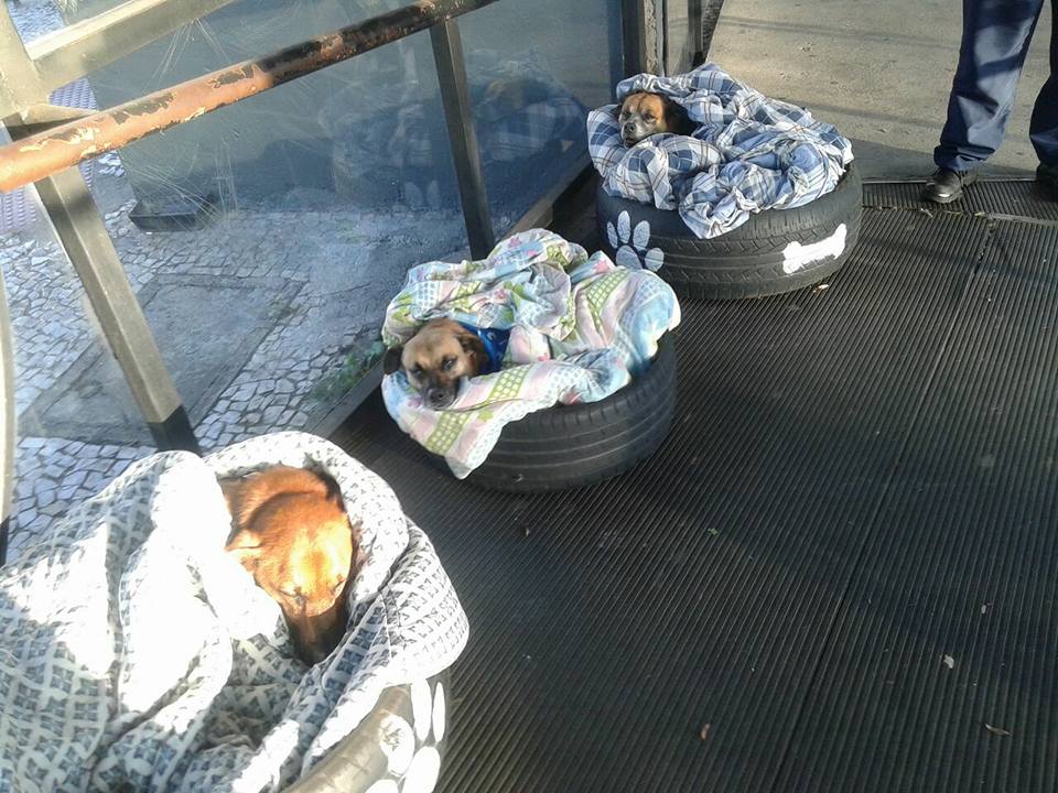 dogs in blanket
