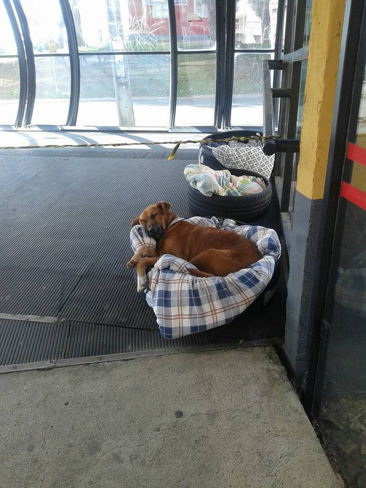 homeless dogs