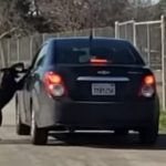 dog-car-tries-to-enter