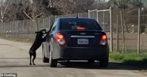 dog-car-tries-to-enter