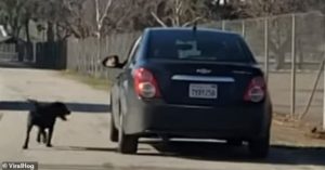 car-pulls-up-near-dog