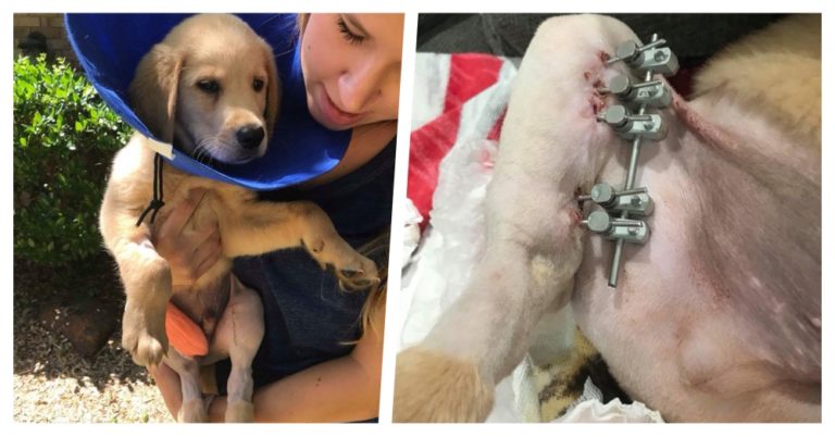 tortured puppy abandoned at a shelter