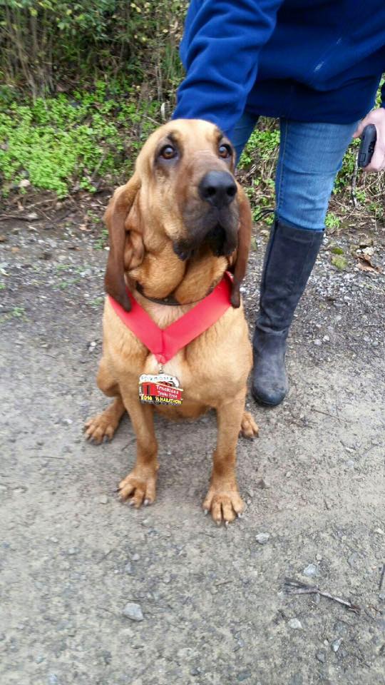 the lazy bloodhound medal