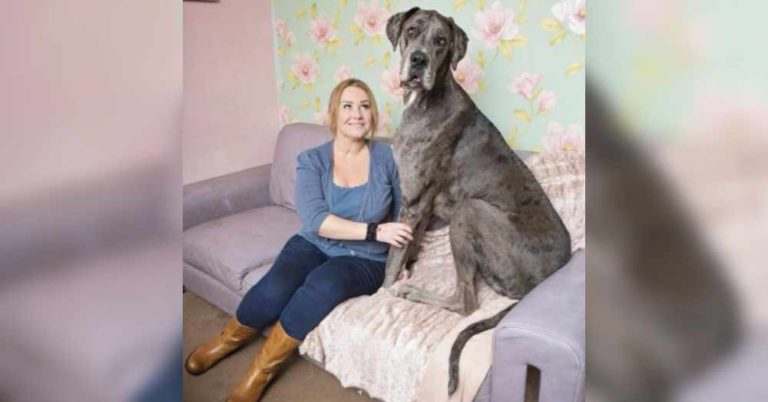 the tallest dog in the world with owner