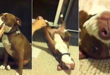 Pit Bull dramatically pretends to faint