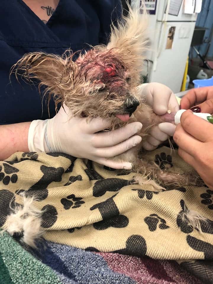dog was rescued from a trash can