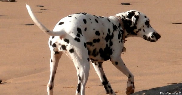 energetic dogs Dalmatians