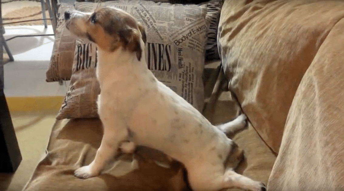 Jack Russell Terrier watching a horror movie