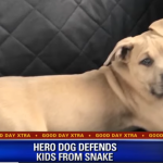 heroic pitbull passes away