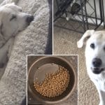 heartbroken-labrador-still-leaves-half-of-the-food-for-her-best-friend-who-just-died-world-of-buzz