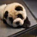 http___cdn.cnn.com_cnnnext_dam_assets_191023001227-01-pet-cafe-panda-dogs-restricted