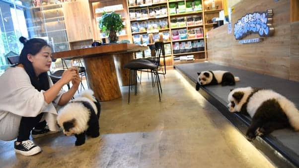 dogs painted like giant pandas