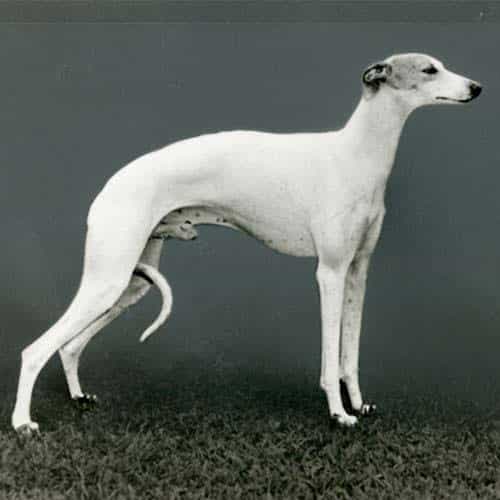 quietest dogs whippet
