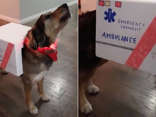 ambulance dog