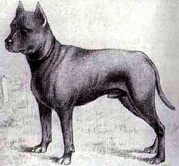 extinct breeds of dogs