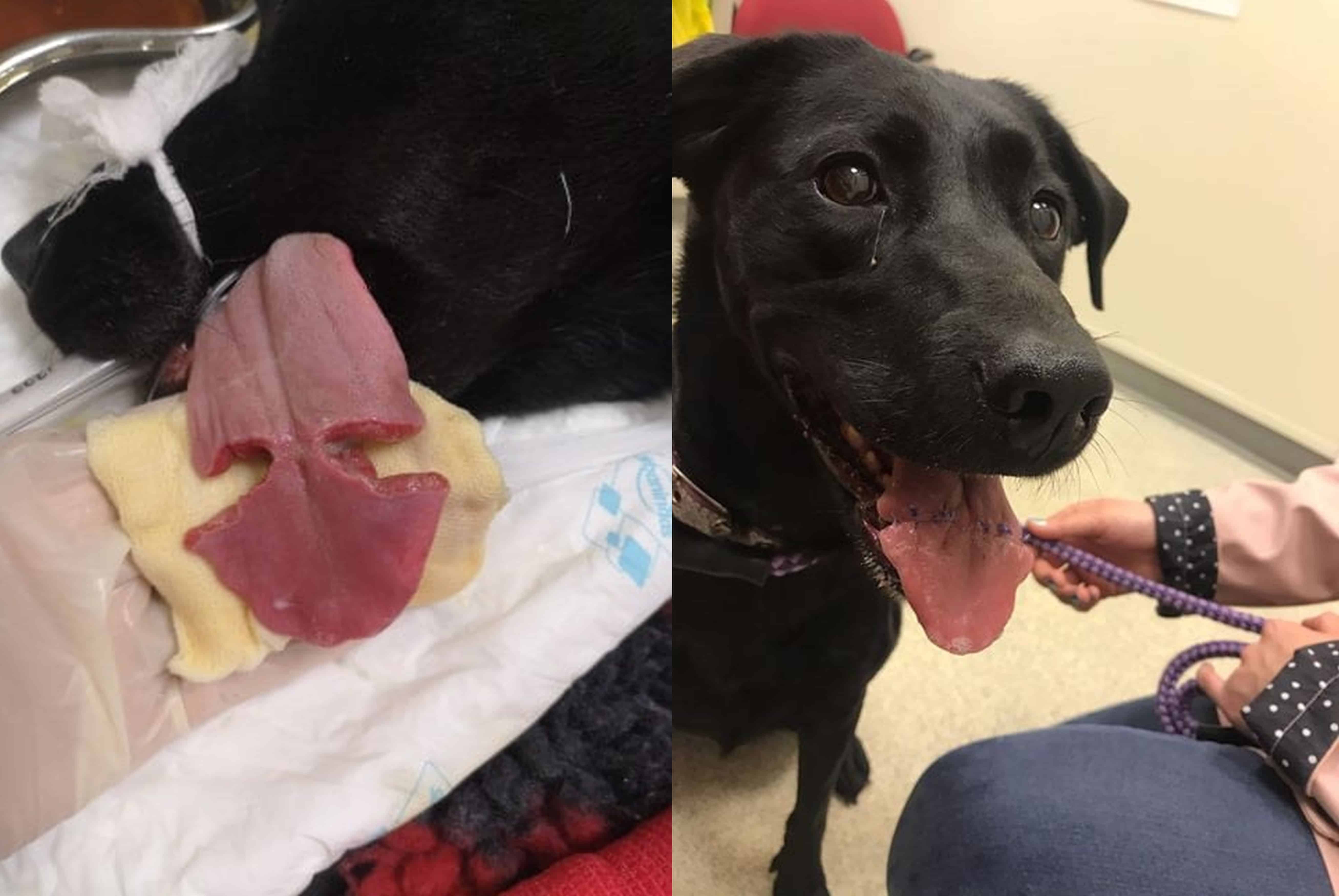 dog's tongue got ripped