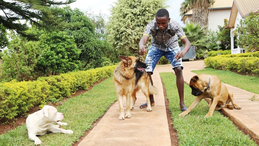 Rwanda’s first school for dogs