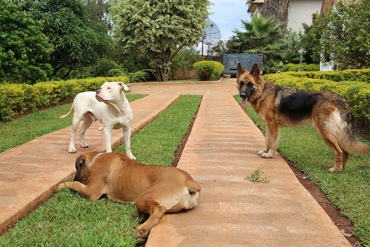 Rwanda’s first school for dogs