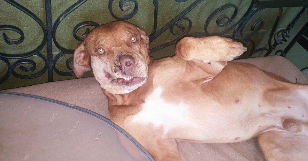 deformed dog waiting for adoption
