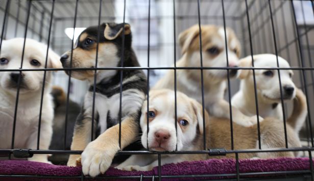 smuggled puppies sadly caged