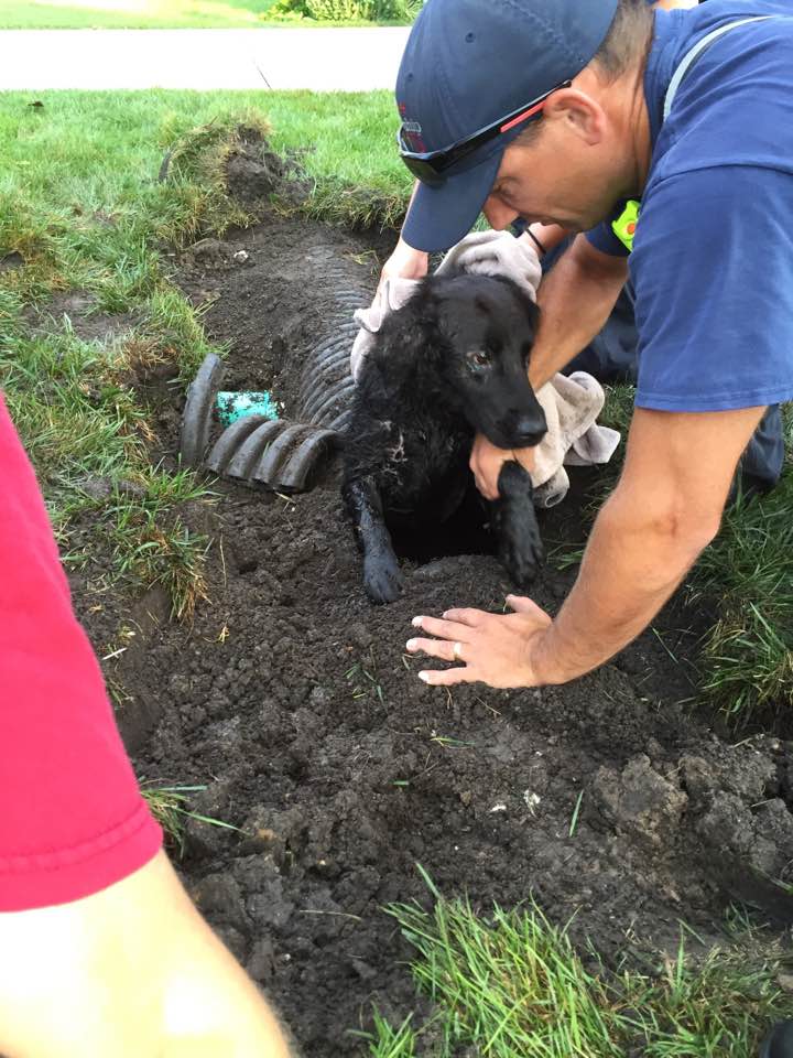 family dog storm drain
