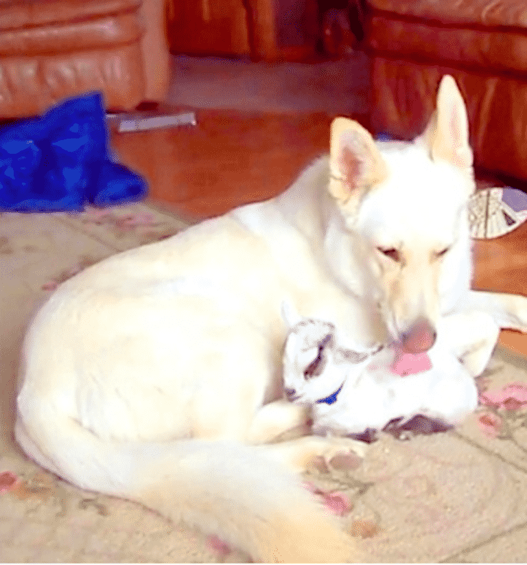 motherly dog licking
