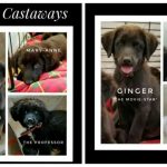castaway-puppies-4-768×402