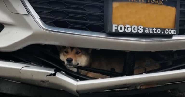 dog lucky stuck in grille