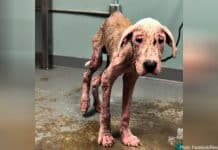 neglected Great Dane was saved