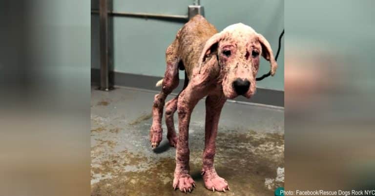 neglected Great Dane was saved