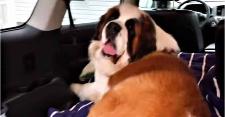130-pound gentle giant adopted