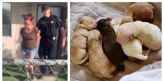 7 newborn puppies owner arrested
