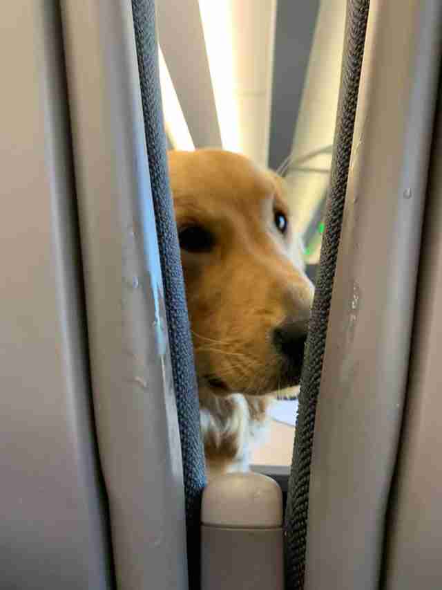 dog sought the attention of fellow passengers