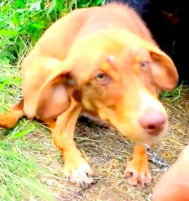 rescued dog