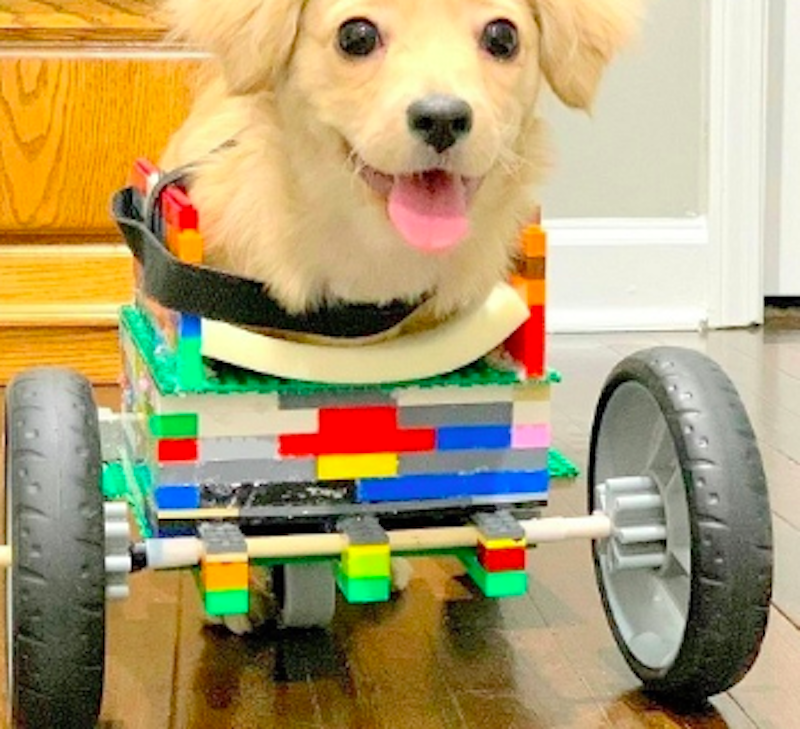 disabled puppy in a lego wheelchair