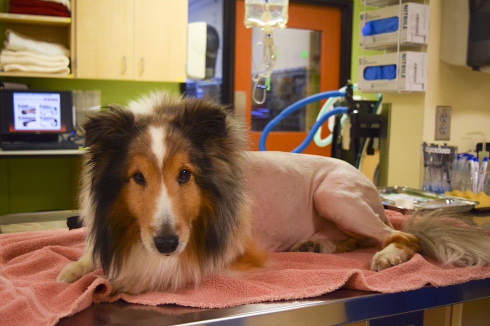paralyzed dog was saved from being euthanized