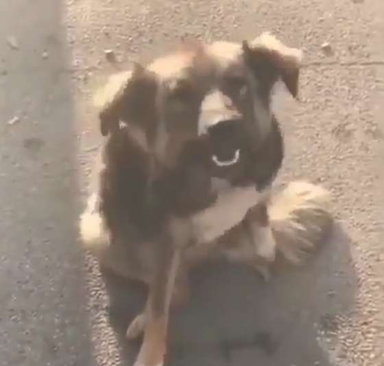 a stray dog freed a pet dog