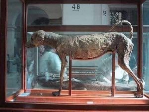 Dog Of The King Amenhotep II