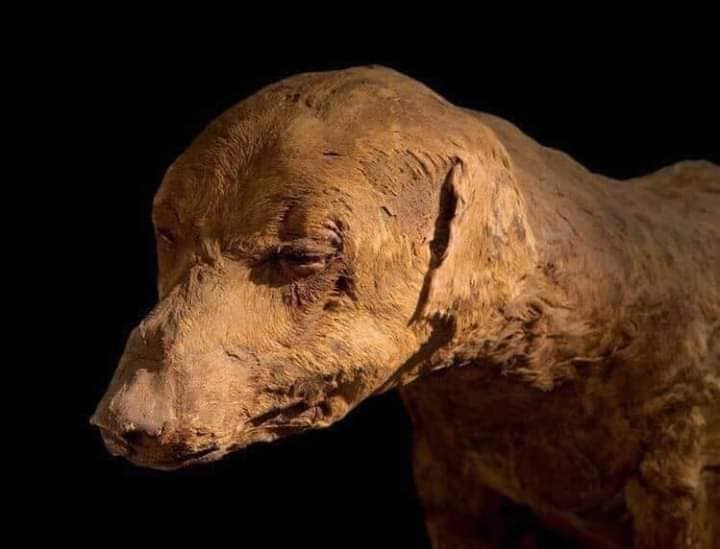 dogs in ancient Egypt
