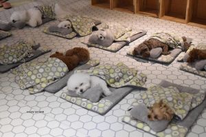 Puppy Daycare