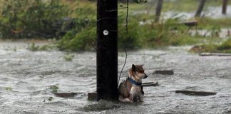 Abandon Dogs In Natural Disasters