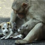 monkey-adopts-puppy-in-india_4