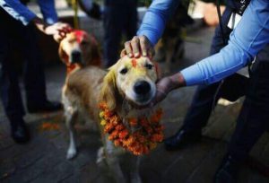 dog festival in Nepal 