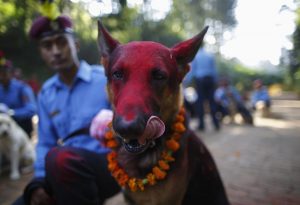 dog festival in Nepal