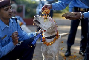dog festival in Nepal