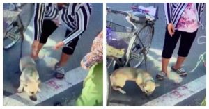 dog was dragged alongside a scooter