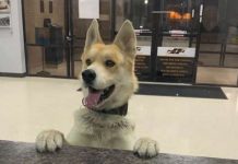 dog reporting himself missing in police station