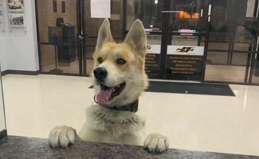 dog reporting himself missing in police station